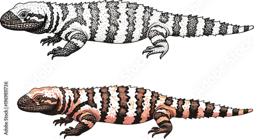 Gila monster lizard reptile detailed wildlife illustration showing black white and orange patterned desert reptile species vector animal set