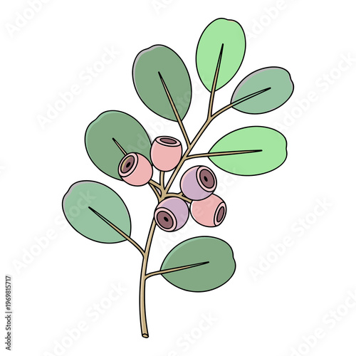 Branch with green leaves and round berries vector