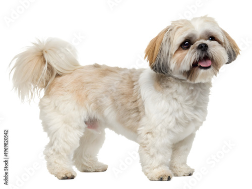 shih tzu puppy standing on a transparent background