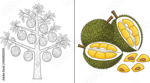 Durian Tree and Fruit Illustration Set Featuring Hand Drawn Botanical Tree and Realistic Cut Durian with Flesh and Seeds Vector Design