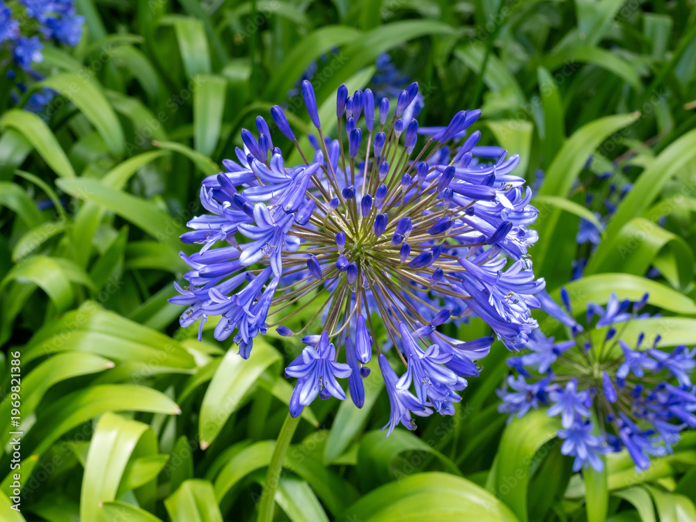 Obraz premium Blüte