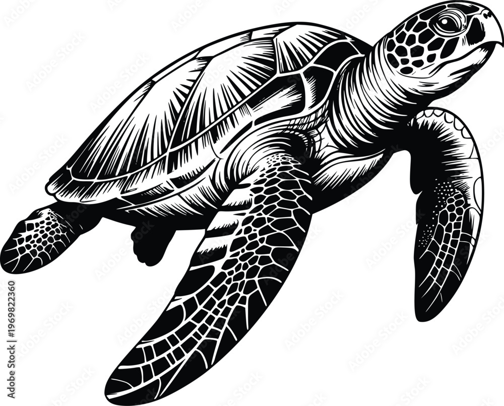 Fototapeta premium Engraving Detailed black and white line art vector illustration of a sea turtle swimming, ocean wildlife animal outline for nature-themed designs.