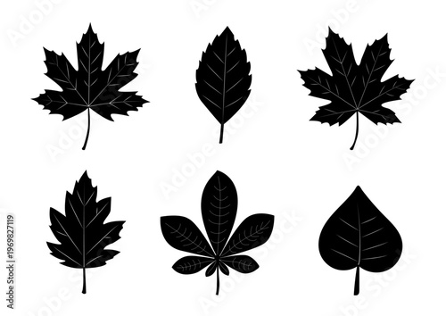 Different types of leaves shown in black silhouette on a white background with clear outlines of their shapes and patterns