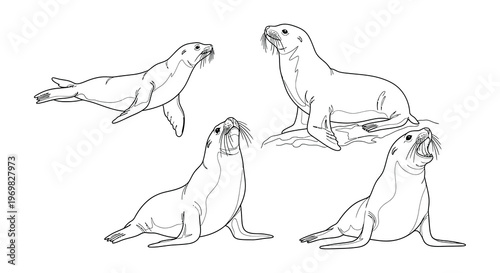 Four sketched seals in various poses a black and white illustration