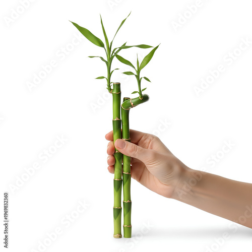 Hand holding vibrant green lucky bamboo stalks against a white backdrop.