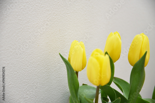 Close-up of yellow tulips bouquet in a minimal indoor setting