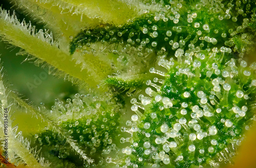 Принти на полотні Extreme macro of Northern Light cannabis axillary buds showing resinous trichome