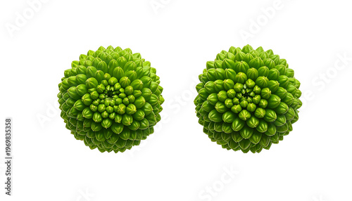 Two round green flowerheads with numerous small, tightly packed petals, isolated on black