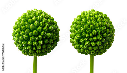 Two spherical, green flower buds on stems, against a black backdrop, close-up