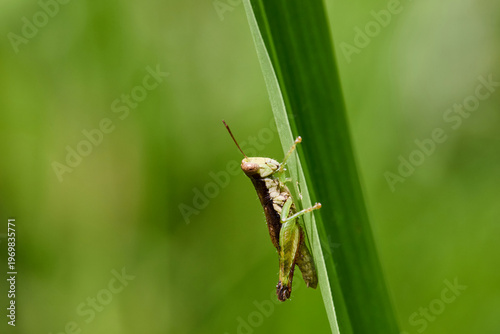 Grasshopper Resting on a Green Leaf