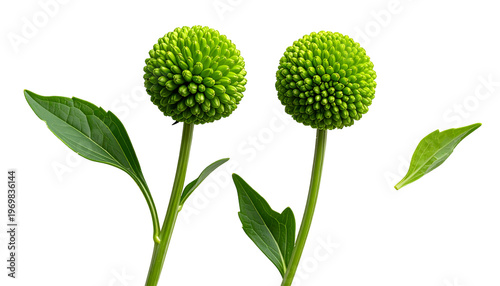 Two bright green spherical flowers with leaves and a detached leaf, on a black background