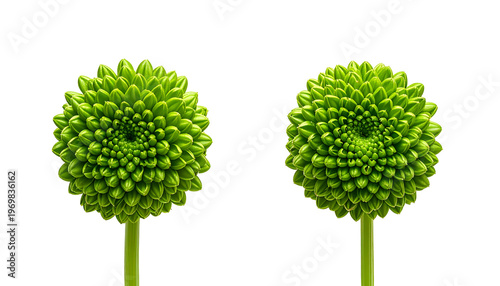 Two vibrant green globe-shaped flowers with intricate petal arrangements against a black background