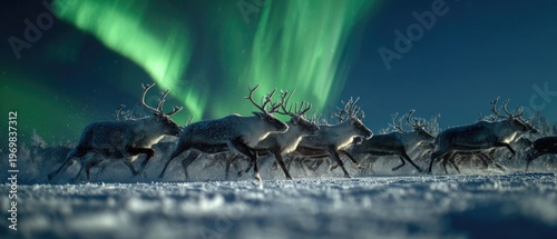 Herd of reindeer running under green northern lights in snowy landscape