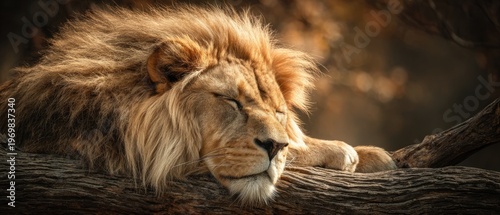 majestic lion resting on tree branch in savannah