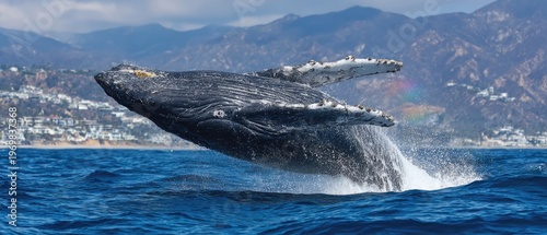 humpback whale breaching in ocean with mountainous coastline