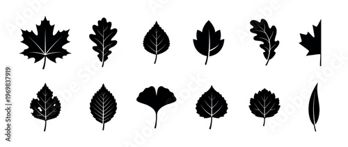 Collection of diverse black silhouette leaf icons representing various tree species and foliage types for nature designs and botanical illustrations.