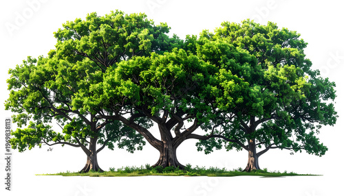 Three large, leafy trees with thick trunks, green foliage, and grass at the base