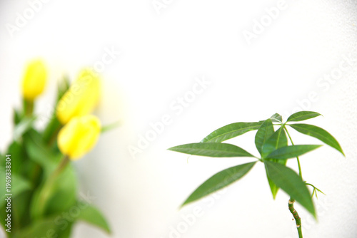 Soft focus yellow tulips with green houseplant leaves in a minimal interior