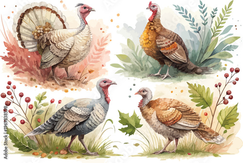 set of Watercolor Turkey Painting, Farm Wildlife vector illustration isolated on white background