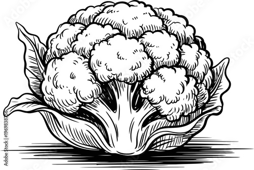Cauliflower vegetable illustration with leaves, detailed black and white line art, fresh cabbage cross section for healthy food concept