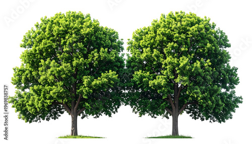 Two leafy green trees stand side-by-side against a stark black background