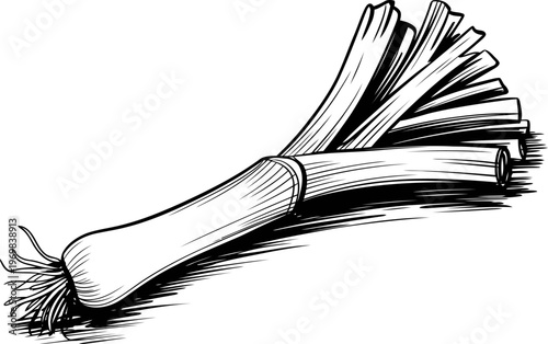 fresh leek vegetable bundle with long green stalks and white bulb, hand drawn vintage illustration