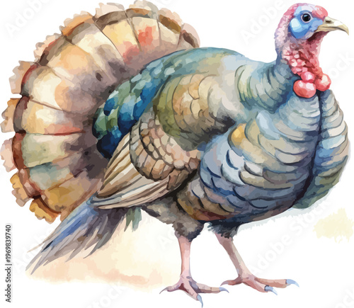 Watercolor Turkey Painting, Farm Wildlife vector illustration isolated on white background