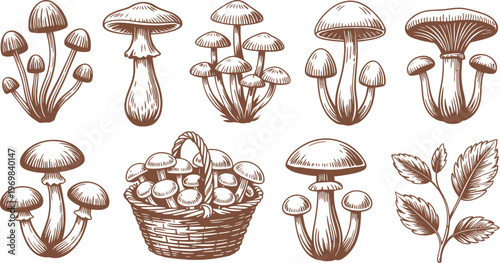 Brown engraved of various mushrooms and a basket of fungi