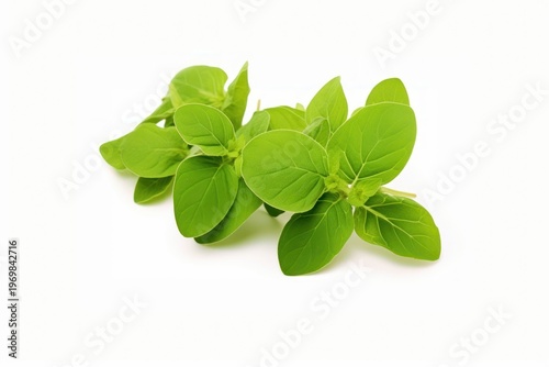 Herb herbs plant leaf.