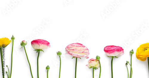 Different ranunculus flower...