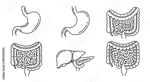 Human digestive system organs illustrations.