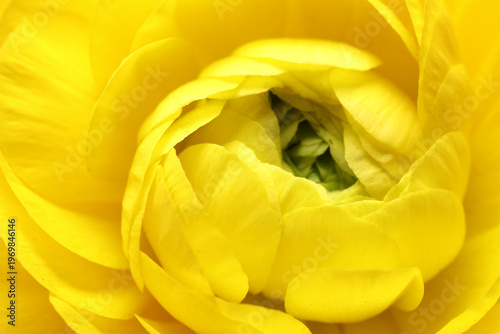 Yellow ranunculus flower as...
