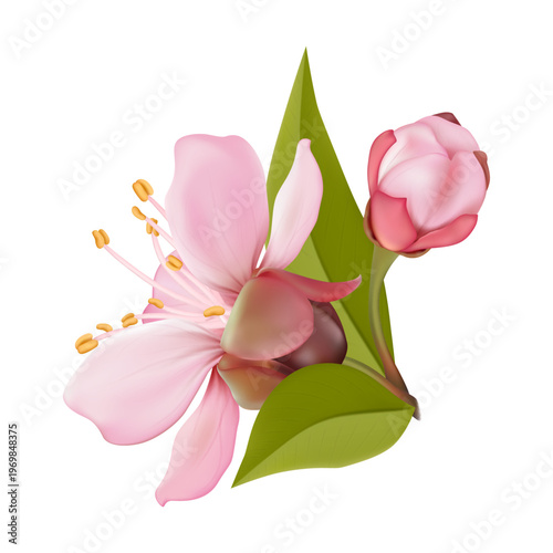Realistic pink sakura blossom branches with buds and falling petals. Elegant spring floral elements isolated on light background