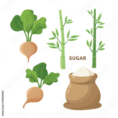 Sugar set with sugar beet roots, sugarcane stems and sugar bag, agricultural process concept, modern flat vector illustration isolated on white background.