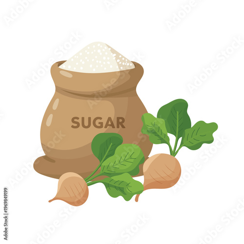 Sugar bag with white granulated sugar and fresh sugar beet, natural sweetener concept, flat vector illustration isolated on white background.