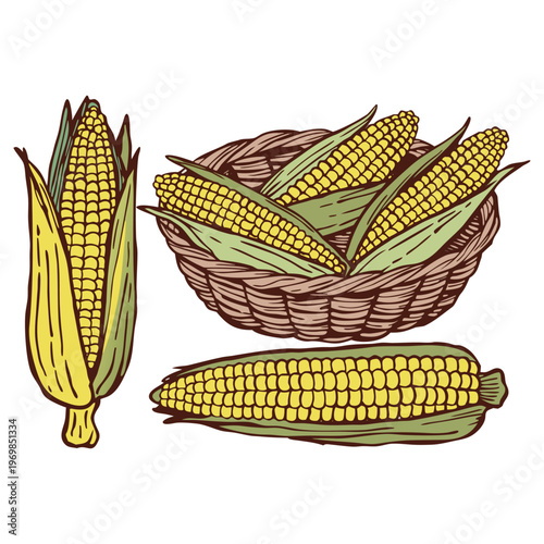 A ripe yellow ear of organic sweetcorn with green husks and fresh leaves is isolated on white, showcasing a healthy vegetable crop harvested from an agriculture plant as raw food.