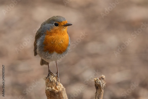 The European robin, close up portrait of a cute small passerine songbird with red breast, perching on a little wooden stick. Blurred brown background.