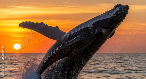 Large marine mammal breaches the ocean surface against a dramatic sunset backdrop