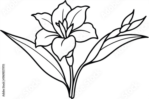 gladiolus flower silhouette line art vector illustration with a white background