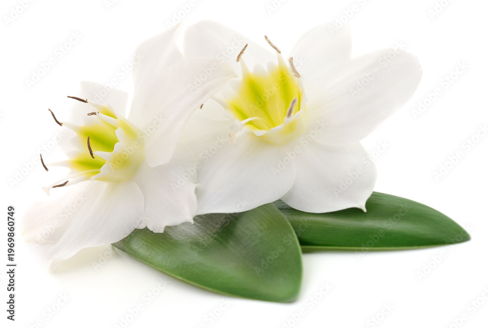 Fototapeta premium White daffodils with green leaves isolated on white background