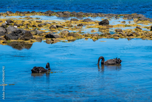 Two black swans swimming in the sea against a background of black stones. Australia, Victoria, December 2025