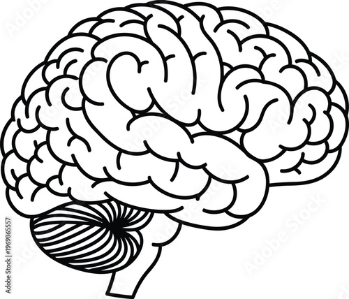Brain anatomy, human brain, cerebral illustration, black and white vector