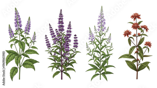 Four illustrated flowering plants with purple and red blooms on green stems