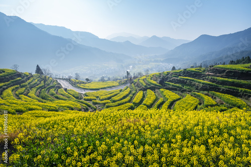 Wallpaper Mural Golden Rapeseed Terraces Amid Misty Mountains Torontodigital.ca