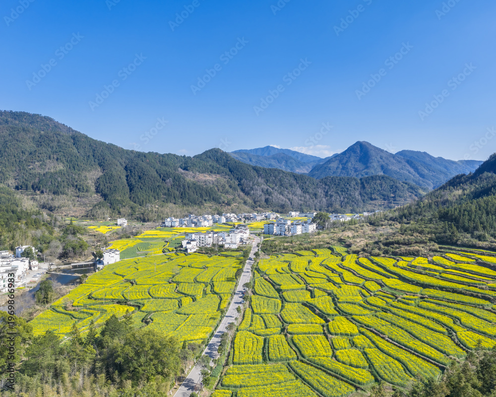 custom made wallpaper toronto digitalVast Rapeseed Flower Terraces Nestled in Rural Valley