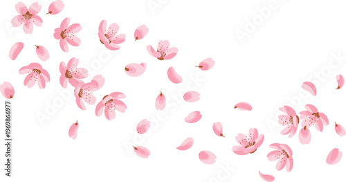 Falling cherry blossom petals, sakura flowers scattered in air delicate spring floral illustration