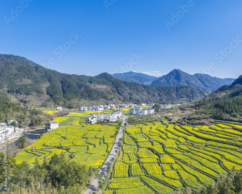 Wallpaper Mural Vast Rapeseed Flower Terraces Nestled in Rural Valley Torontodigital.ca