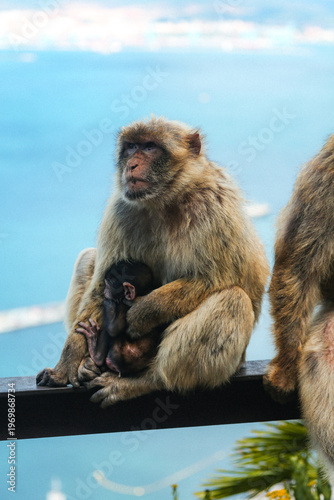 View of a Barbary macaque mother gently cradling her dark-haired infant against the backdrop of the azure sea and sky, Gibraltar, Gibraltar.