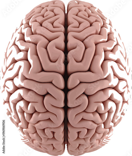 Human brain, cerebral cortex, neurology, neuroscience, pink brain