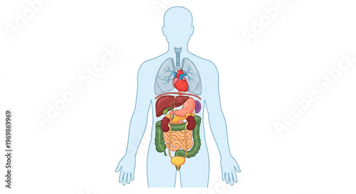 Human Internal Organs Anatomy Set Vector Illustration in Flat Design 2.0 Style on White Background